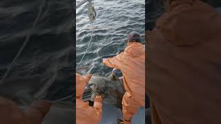 Close Call on a Big Halibut shorts fishing [upl. by Dody99]