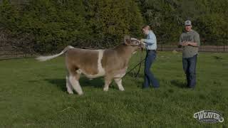 Showmanship The Right Way to Set Up A Calf [upl. by Marelya975]