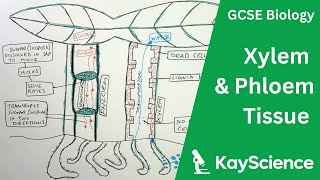 The Xylem amp Phloem  GCSE Biology  kaysciencecom [upl. by Rolat]