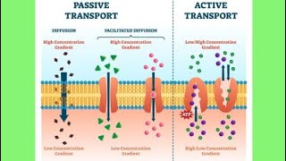 Transport across cell membrane passive transportDiffusion osmosisphysiology [upl. by Blackburn]