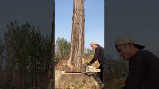 Wood poplar logging process Good tools and machinery make work easy [upl. by Trip648]