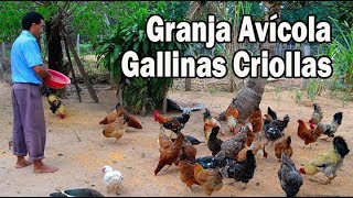 Granja avícola de Gallinas Criollas [upl. by Nahallac]