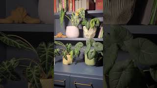 Alocasia Collection plants plantcare urbanjungle [upl. by Nic]