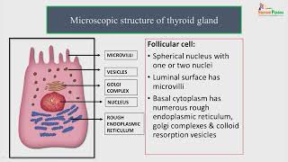 Histology of thyroid and parathyroid glands [upl. by Gabriellia]