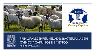 Principales enfermedades bacterianas en ovinos y caprinos en México [upl. by Yettie]