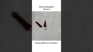 What happens when cut Planarian  Biology 🧫 Experiment biology planaria experiment real [upl. by Halac412]