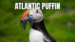 Top 10 Things to Know About Atlantic Puffins [upl. by Charyl532]