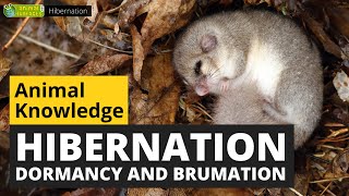 All About Hibernation  Animals for Kids  Educational Video [upl. by Attirb811]