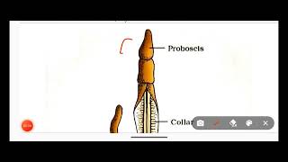 Hemichordata PhylumClassification Of Hemichordata Phylum With ExamplesNon Chordata [upl. by Sweet696]