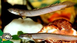 Senegal Bichir Care Guide  polypterus senegalus  Aquarium CoOp [upl. by Lux]