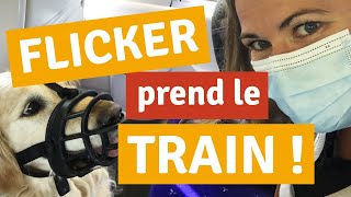 VLOG PRÉPARER SON CHIEN POUR UN VOYAGE EN MUSELIÈRE 🐕 [upl. by Anthe]