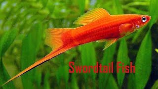 30 Different types of beautiful Swordtail fish varieties [upl. by Metzgar]