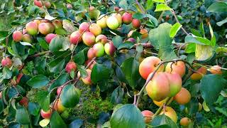 Kashmiri Sinduri Red Apple ber Call  9153264042 9083905554 [upl. by Jacquelyn]