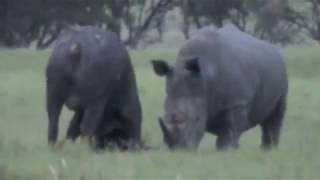 Epic Battle of Rhino vs Buffalo Original Film [upl. by Monjo728]