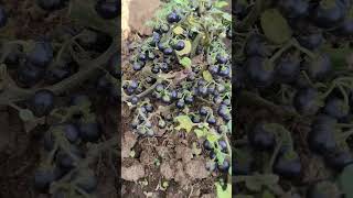 African black nightshade fruitsseeds Managu vegetables seeds🌋 garden farmer fruit vegetables [upl. by Ozner669]