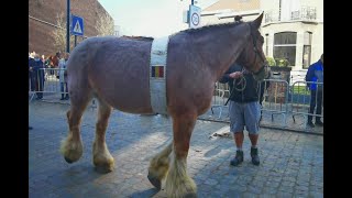 Belgian Horse BRABANT HORSE [upl. by Yentrac28]