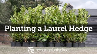 How to plant a Laurel Hedge [upl. by Atilem]