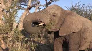 Sound of the African Bushveld Elephants  AFRICAN WILDLIFE [upl. by Sarine]