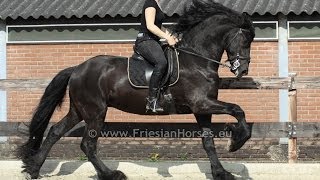 Friesian stallion baroque friesian dressage horse [upl. by Enatan211]