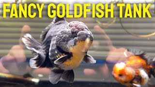 60 GALLON FANCY GOLDFISH TANK  An overview and guide of Yuan Bao goldfish tank [upl. by Melac]