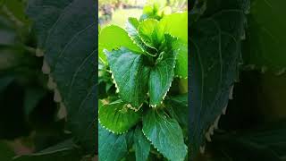 Acalypha wilkesiana plant ☘️🪻🪻🪻🪻🍁RS NURSERY MALKERA SIKAR 🪴🍂🍂🍂 please wisit here 🍁🪻 [upl. by Bohlen]