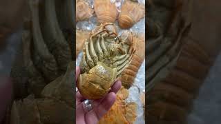 Morton bay bugs seafood [upl. by Retsevel582]