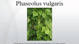 Phaseolus vulgaris [upl. by Kusin]