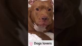 Pitbull dog growlingpitbull 🐕 barkingviralshorts [upl. by Keri]