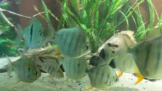 Silver dollar Discus amp Geophagus surinamensis fish tank [upl. by Hgieleak]