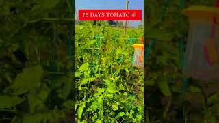 Tomato farming tamater ki kheti syngenta meghdoot variety [upl. by Hirschfeld]