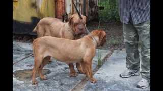 French Mastiff Dogue de Bordeaux Mating [upl. by Atoked]