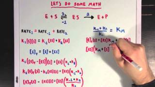 Steady States and the Michaelis Menten Equation [upl. by Ailat]