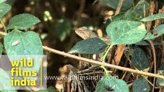 Garden lizard or Calotes versicolor [upl. by Pena838]