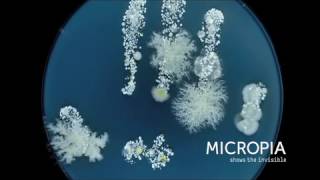 Timelapse microben op hand  Wim van Egmond [upl. by Lieberman]