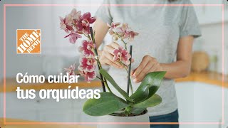 Cómo cuidar tus orquídeas  Jardinería  The Home Depot Mx [upl. by Lorrayne]