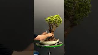 Transforming a Dwarf Jade bonsai from the African bushveld terryerasmusbonsai bonsai bonsaitree [upl. by Eimirej159]