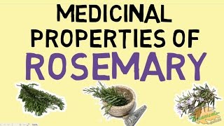 Rosemary properties [upl. by Nitsruk66]