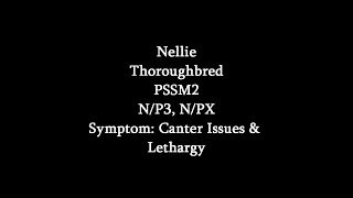 Symptoms Of PSSM2 Canter Issues amp Lethargy Nellie [upl. by Brigida]