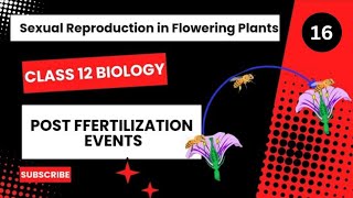 Post Fertilization Events  Class 12  Sexual Reproduction in Flowering Plants  Dhimans Biology [upl. by Enilav110]