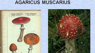 AGARICUS MUSCARIUS  ΑΝΤΙΜΕΤΩΠΙΣΗ ΟΞΕΩΝ ΚΑΤΑΣΤΑΣΕΩΝ ΜΕ ΟΜΟΙΟΠΑΘΗΤΙΚΗ [upl. by Aliuqehs327]