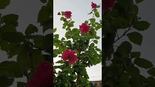 Parijat ka phool videshi gulhad ka phool [upl. by Haidabej965]