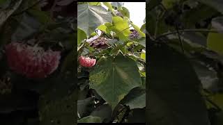 dombeya cayeuxi for all kinds off bee [upl. by Abbotsun]