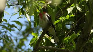 Rosebreated Grosbeak song [upl. by Tsenrae]