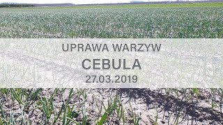 Uprawa warzyw  cebula zimująca [upl. by Oribelle]