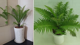 Trồng và chăm sóc cây Dương xỉ khổng tước  Grow and care for fern plants [upl. by Anikahs]