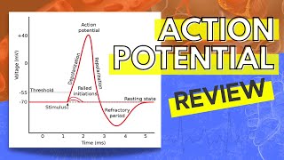 013 A Review of the Action Potential [upl. by Andel]