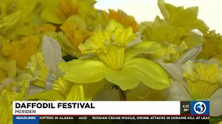 Meriden daffodil festival this weekend [upl. by Linskey]