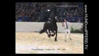 Gradus 356 KFPS Friesen Stallion HorseJournal International reports [upl. by Mutat]