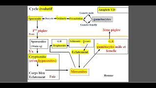 paludisme  le cycle évolutif [upl. by Nyar]