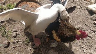 brutal goose fighting rooster [upl. by Stannwood]